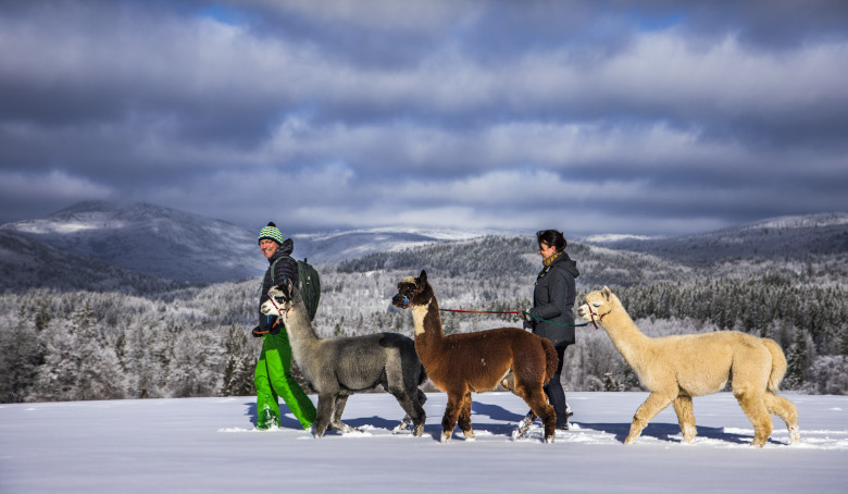 Winterwanderung mit Alpakas