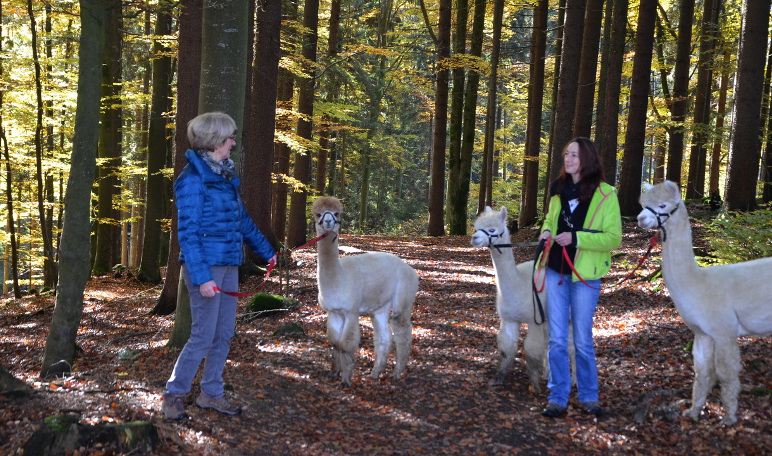 Alpakawanderung Hof am Habichtstein