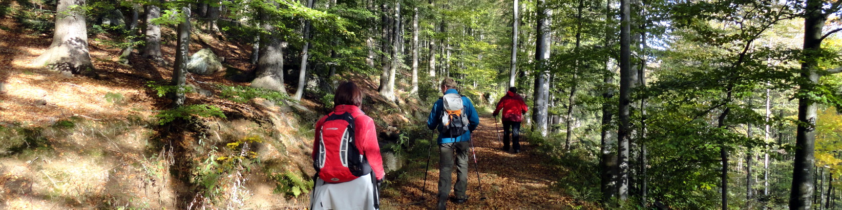 Wandern am Mühlgrabenweg in der Gemeinde Gotteszell