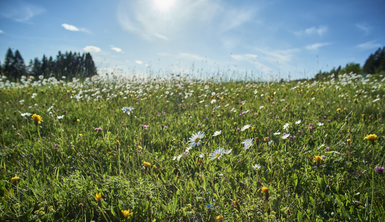 Traumhafte Blumenwiese im Sommer