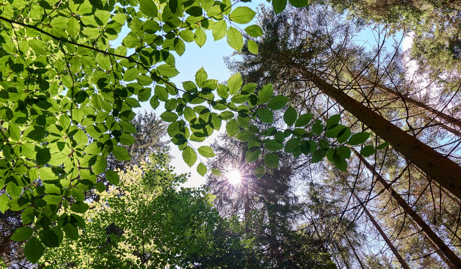 Der Wald im ARBELRAND BAyerischer Wald