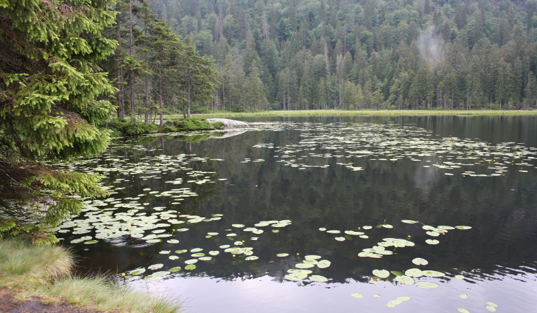 Großer Arbersee