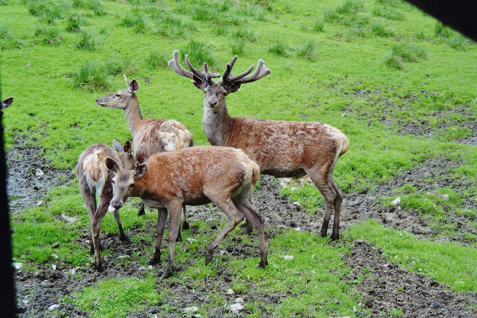 Hirschgehege in Scheuereck. Hautnahe Beobachtung ohne störenden Zaun.