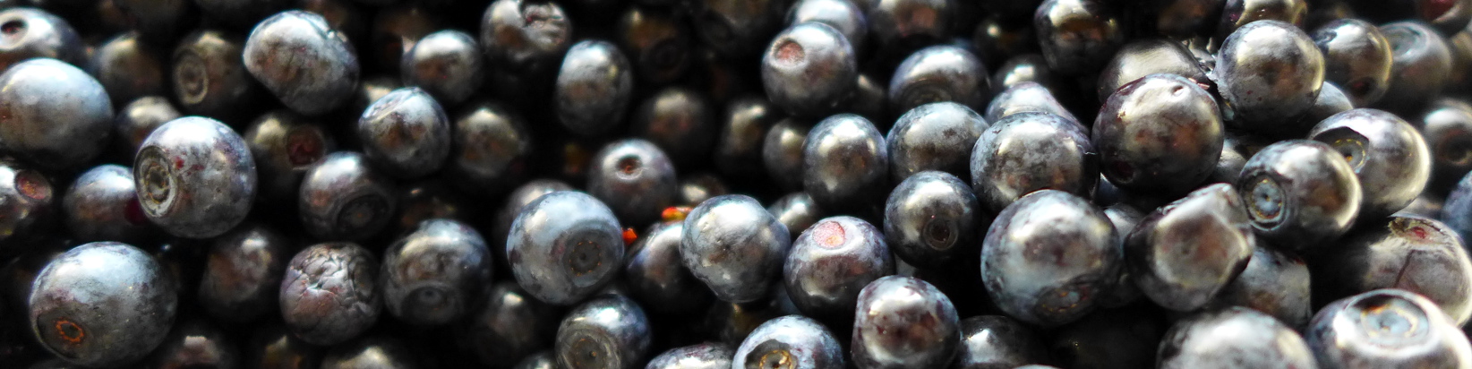 Heidelbeeren - "Hoiwa" -Früchte des Bayerischen Waldes