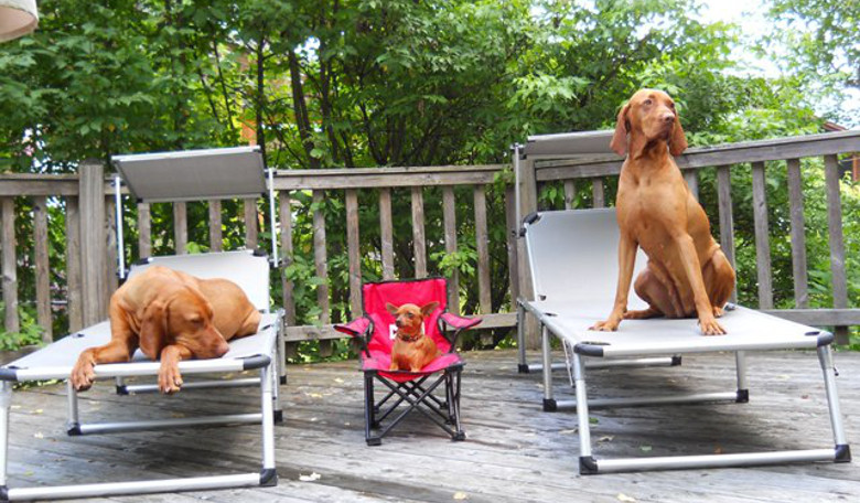 Urlaub mit Hund im Gästehaus Falkenau