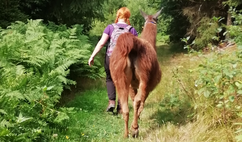 Wanderung durch die schöne Natur des Bayerischen Waldes mit Lamas und Alpakas.