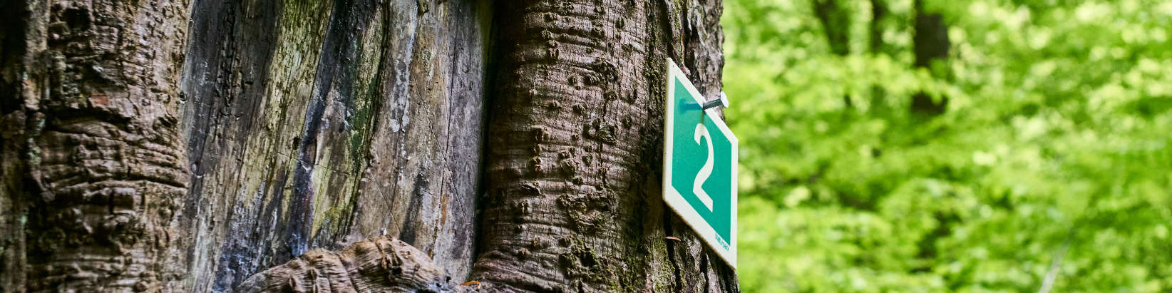 Nummern-Schild befestigt an einem Baum