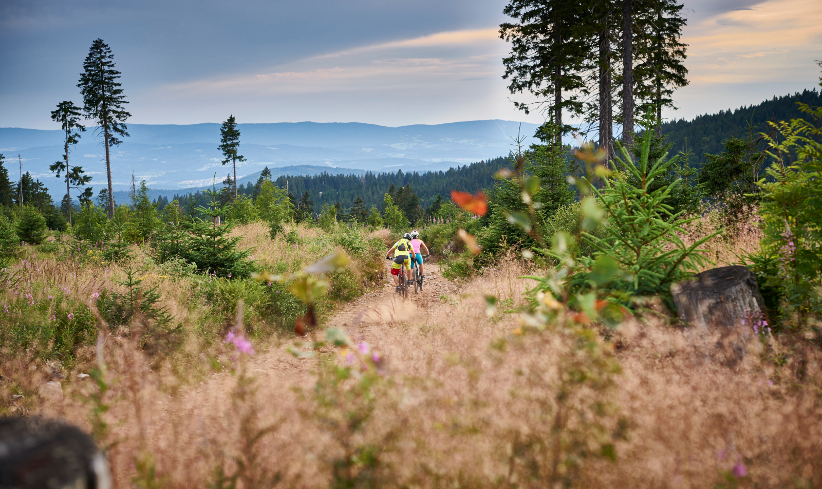 Mountainbiker auf den Trails der ARBERLAND-Runde