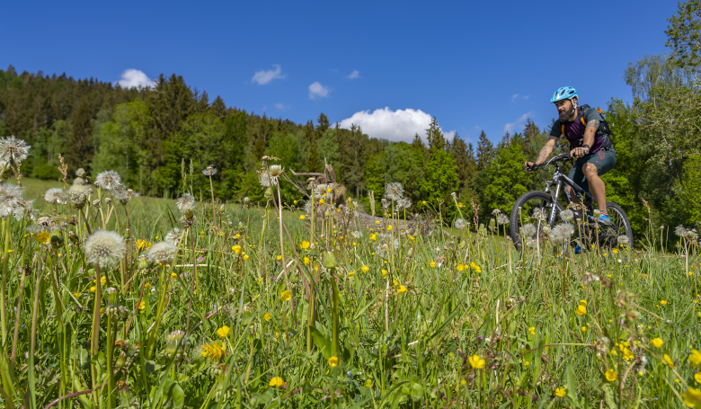 Mountainbiker im ARBERLAND