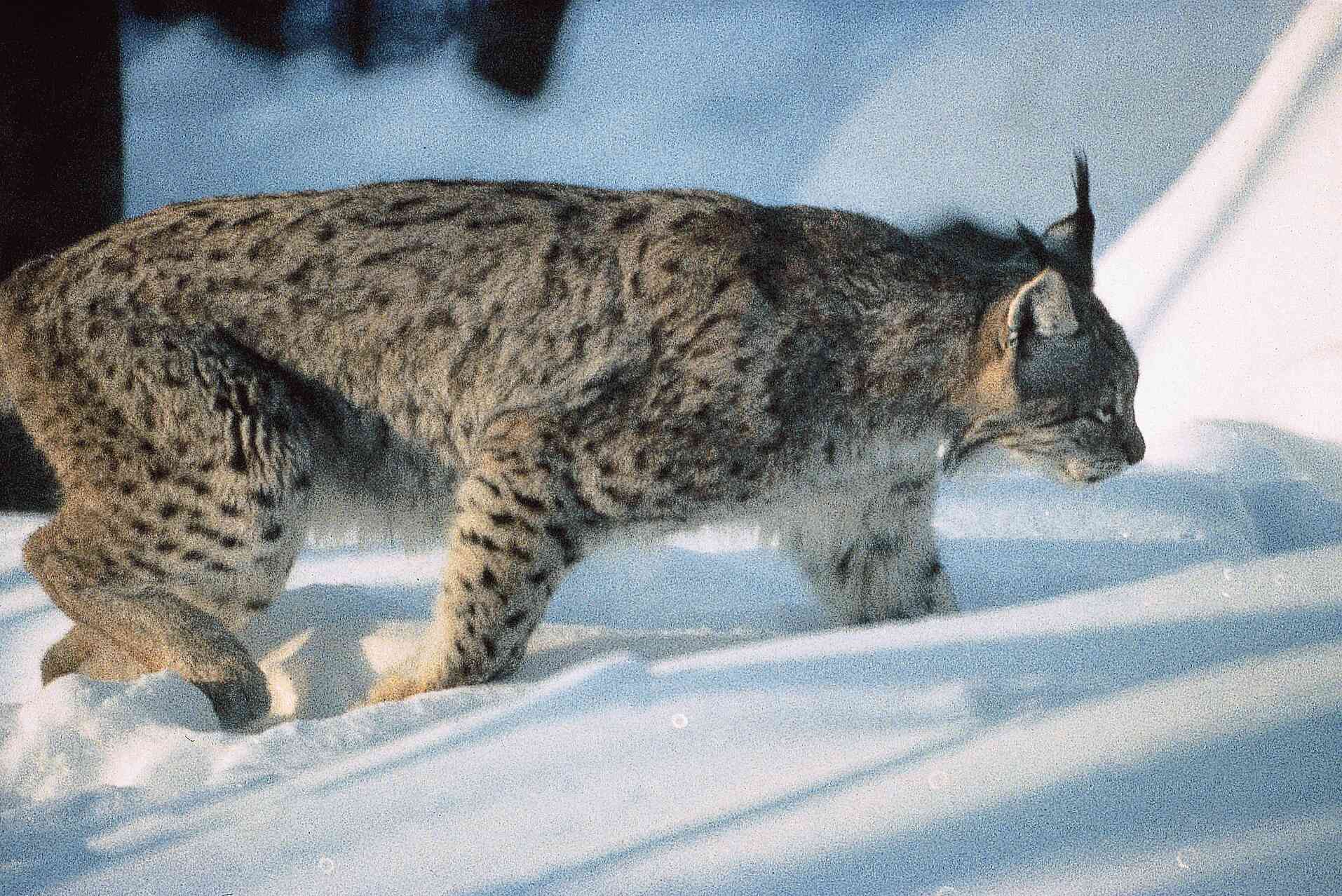 Ein Luchs streift durch den Winterwald. Foto: Tourismusverband Ostbayern