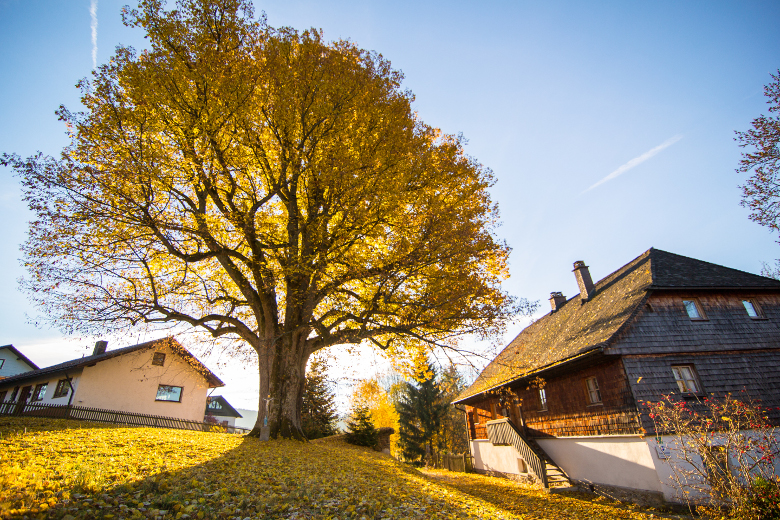 Naturdenkmal Linde in Bayerisch Eisenstein