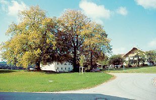 Naturdenkmal "Alte Linde"