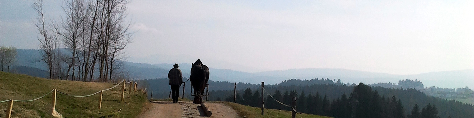 Traditionelles Holzrücken mit dem Pferd.