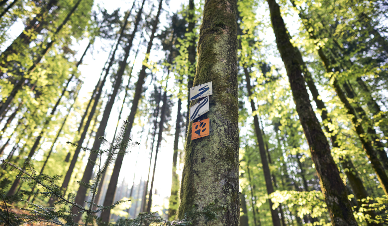 Themenwanderwege wie z. B. der Flusswanderweg führen durch das ARBERLAND