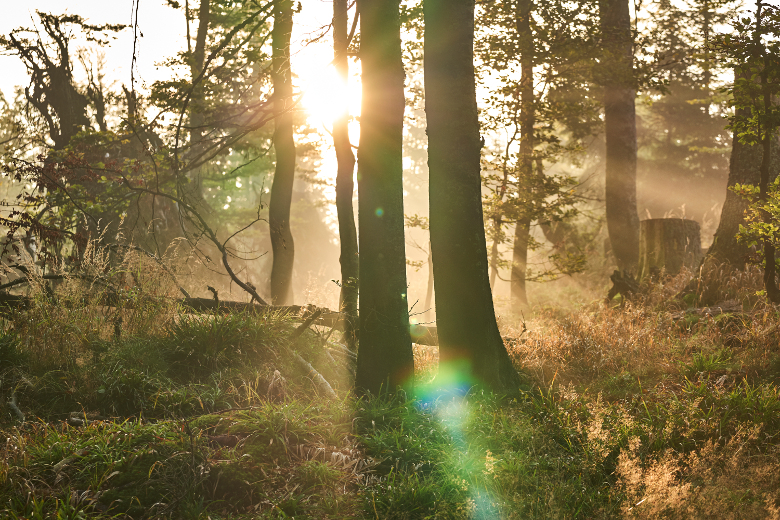 Urwaldgebiet im Nationalpark Bayerischer Wald