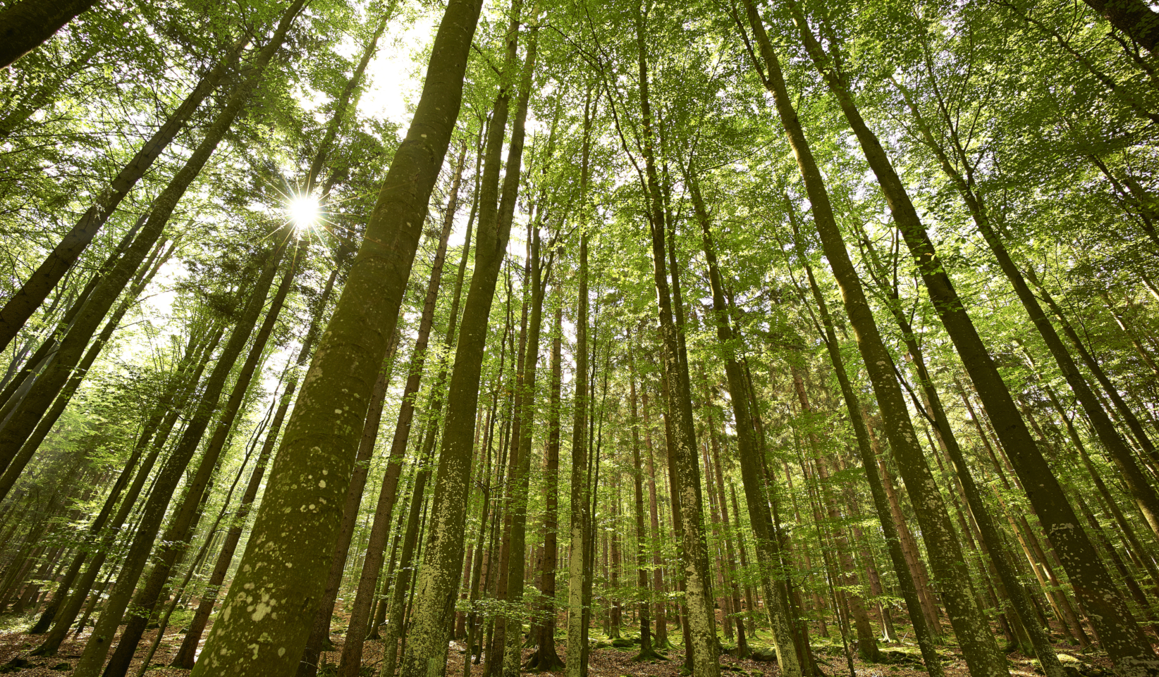 Waldbaden im ARBERLAND BAYERISCHER WALD