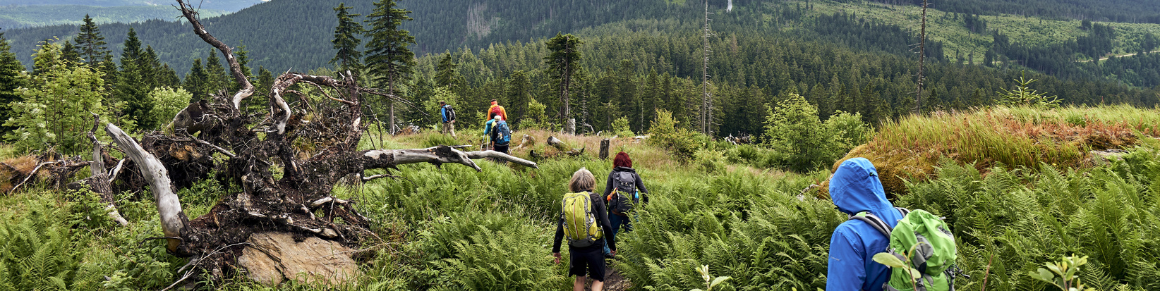 Gruppenwanderung am Goldsteig