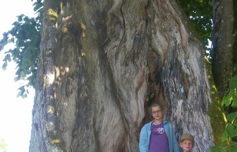 Naturdenkmal "Linden in Frath"