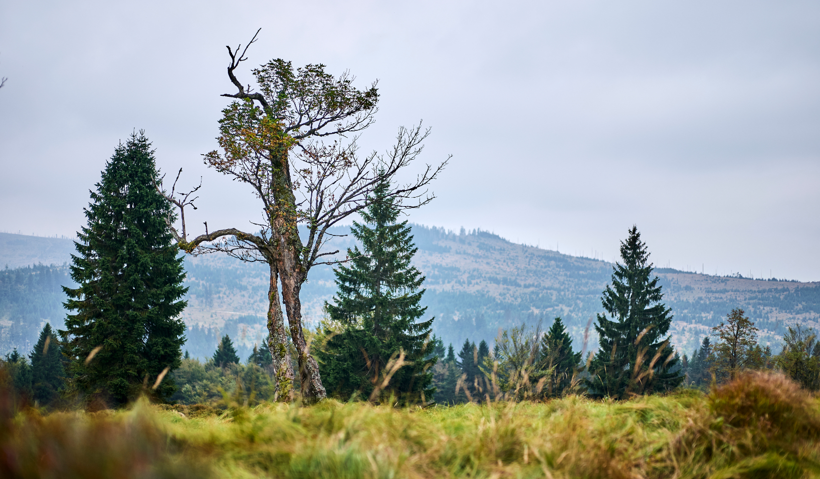 Herbststimmung am Schachten bei Frauenau