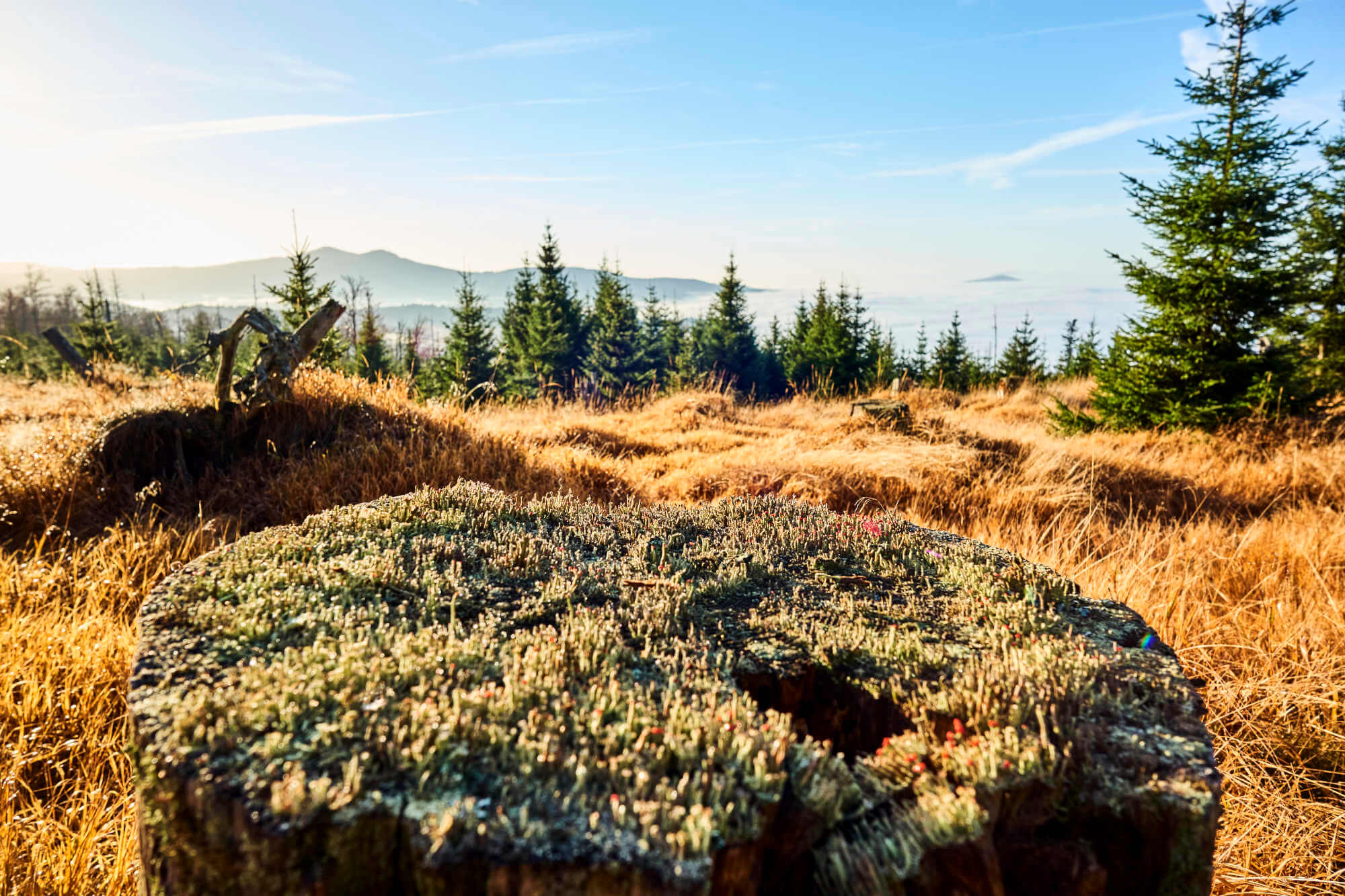 Auf dem Laufsteg übers Hochmoor zum Latschensee - ein Erlebnis der besonderen Art - bei einer Schachtenwanderung.