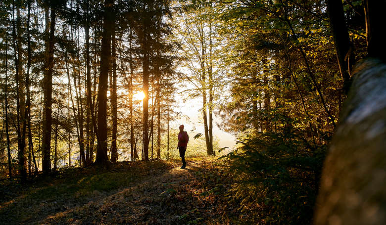 Spaziergang im Wald bei dem die Sonne durch die Bäume scheint