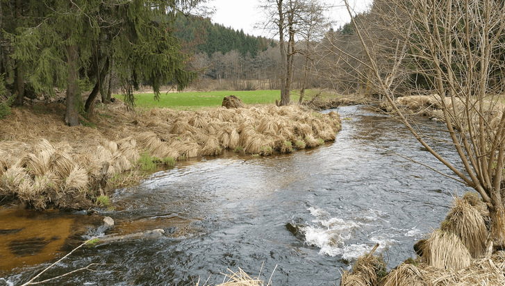 Angeln und Fischen an der Rinchnacher Ohe.